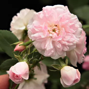 Rosa Belle de Sardaigne™ - růžová - stromkové růže - Stromkové růže, květy kvetou ve skupinkách