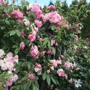 Rose pâle - Fleurs groupées en bouquet - rosier à haute tige - retombant
