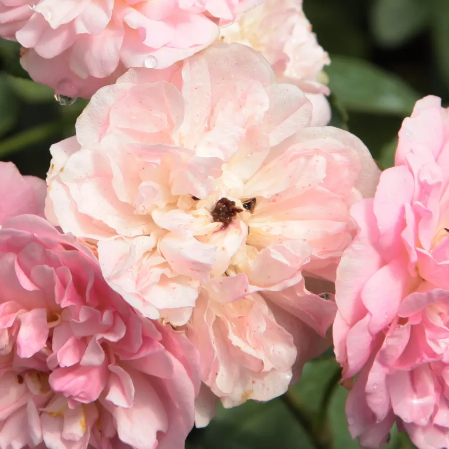 En grupo - Rosa - Belle de Sardaigne™ - rosal de pie alto