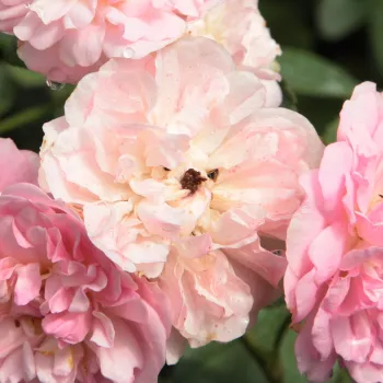 Róże ogrodowe - róża pnąca climber - róża z dyskretnym zapachem - różowy - Belle de Sardaigne™ - (200-400 cm)