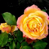 Teahibrid rózsa - nem illatos rózsa - kertészeti webáruház - Rosa Bargira® - sárga - rózsaszín