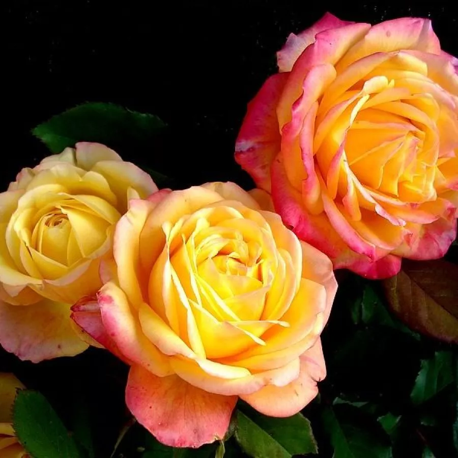 Rosales híbridos de té - Rosa - Bargira® - comprar rosales online