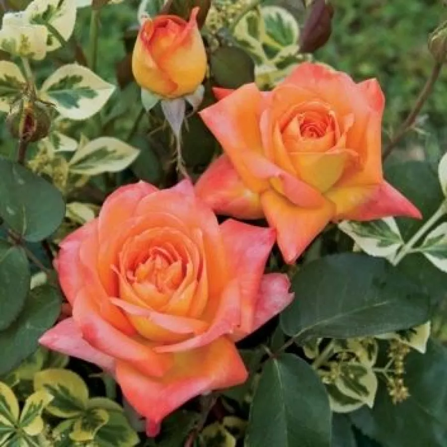 Vrtnica brez vonja - Roza - Bargira® - vrtnice - proizvodnja in spletna prodaja sadik