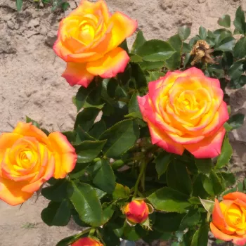 Żółto - różowy - hybrydowa róża herbaciana   (90-100 cm)