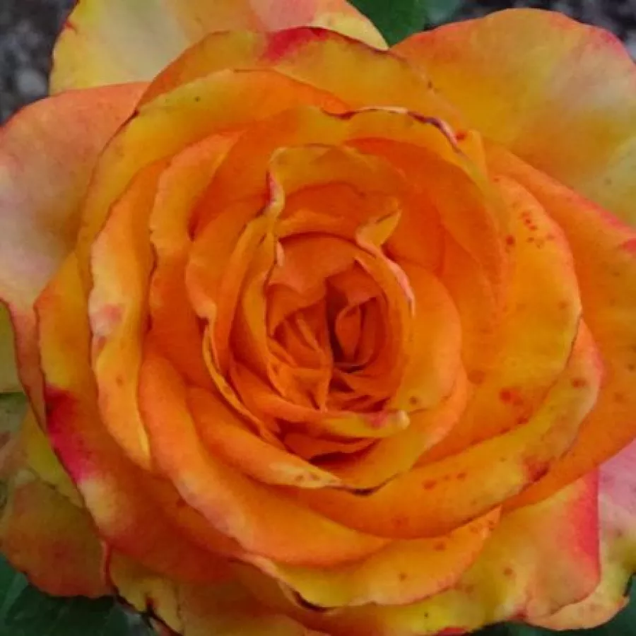 Csúcsos - Rózsa - Bargira® - online rózsa vásárlás