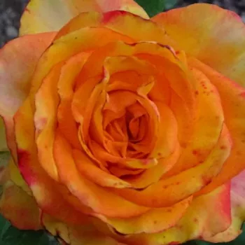 Róże ogrodowe - żółto - różowy - hybrydowa róża herbaciana - róża bez zapachu - Bargira® - (90-100 cm)
