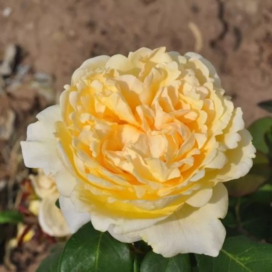 Amarillo - Rosa - Barbetod - comprar rosales online