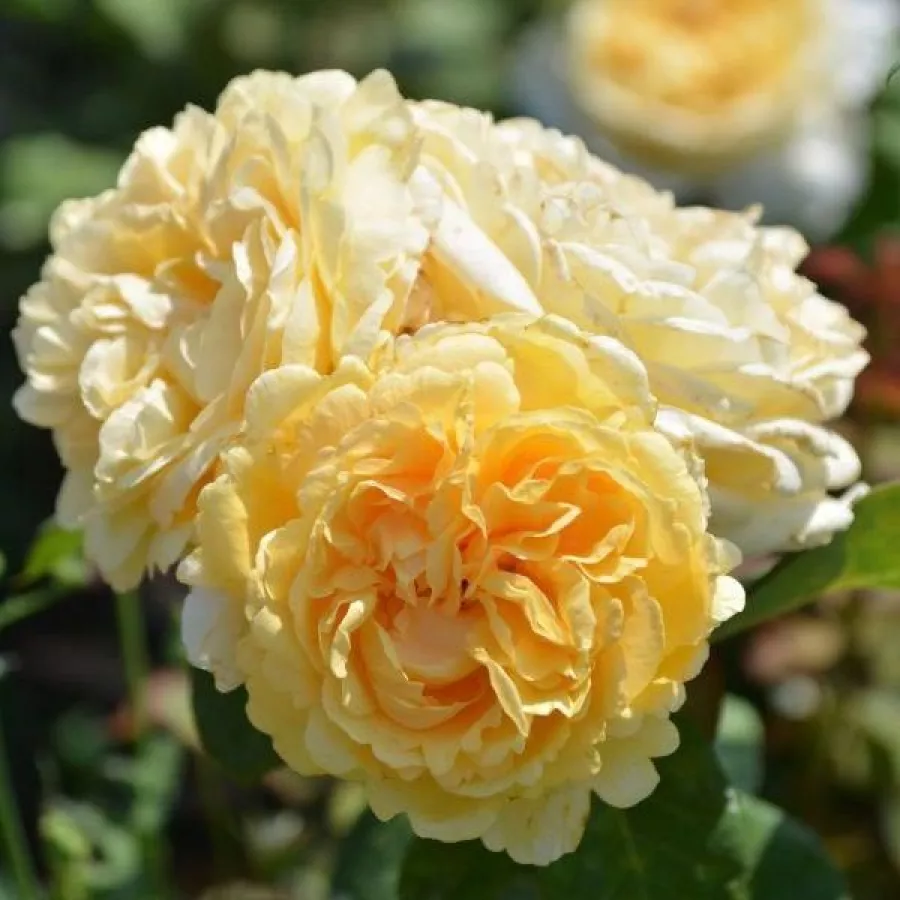 Edelrosen - teehybriden - Rosen - Barbetod - rosen online kaufen