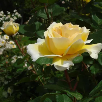 Rosa Barbetod - amarillo - rosales híbridos de té