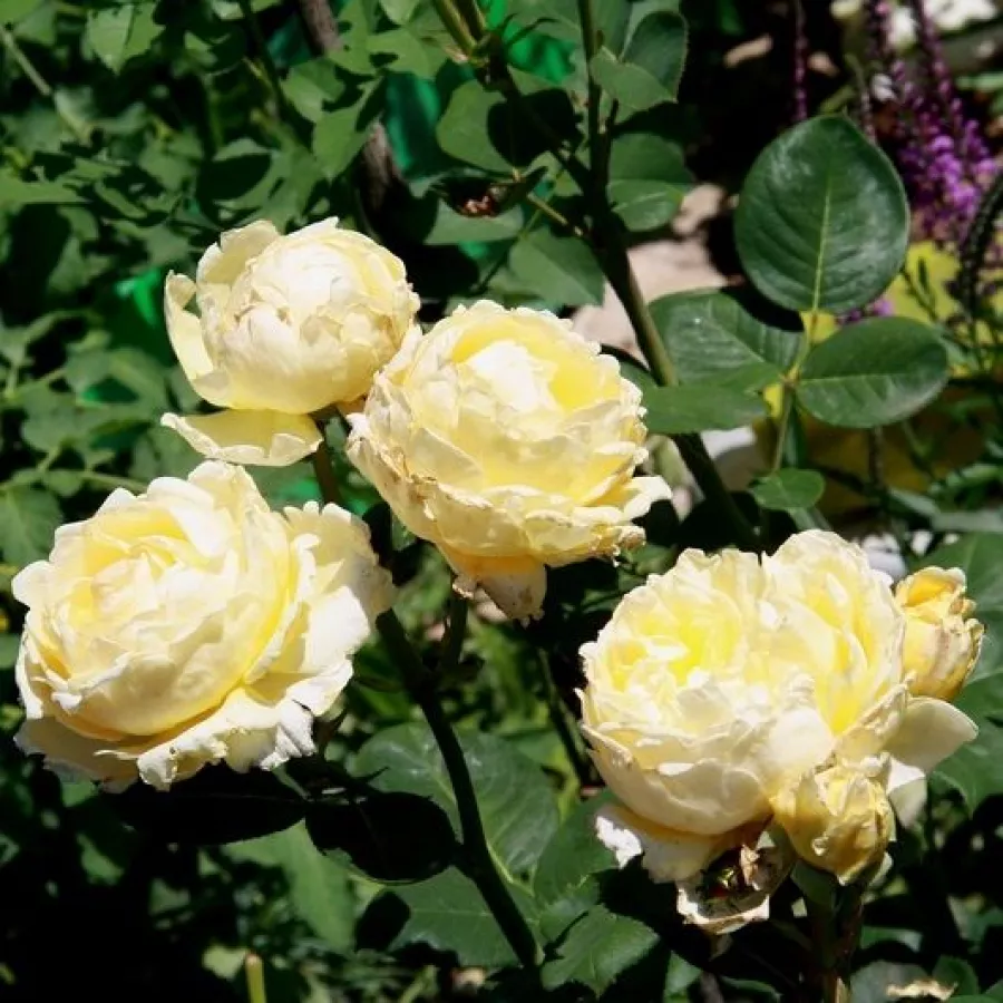 Pojedyncze - Róża - Barbetod - sadzonki róż sklep internetowy - online