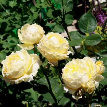 Żółty - hybrydowa róża herbaciana - róża o intensywnym zapachu - zapach cytrynowy