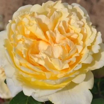 Online narudžba ruža - žuta - hibridna čajevka - ruža intenzivnog mirisa - aroma limuna - Barbetod - (80-100 cm)