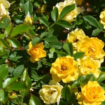 Rosa Luccy® - amarillo - rosales miniaturas