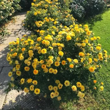 Amarillo - rosales miniaturas   (30-40 cm)
