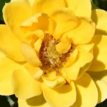 Online rózsa kertészet - sárga - nem illatos rózsa - Luccy® - törpe - mini rózsa - (30-40 cm)