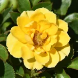 Sárga - törpe - mini rózsa - nem illatos rózsa - Rosa Luccy® - Online rózsa rendelés
