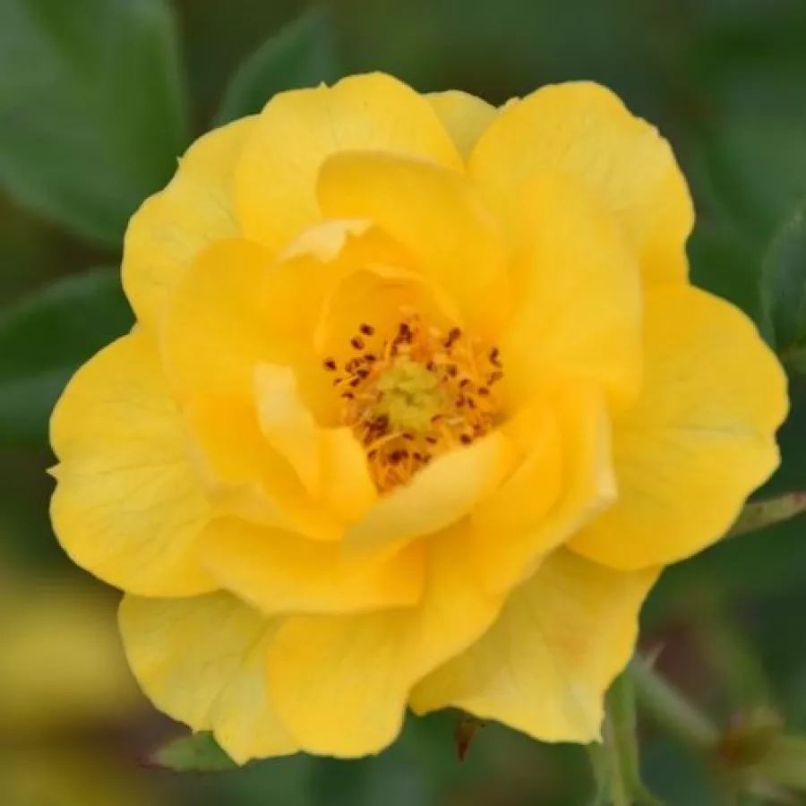 Pritlikava - miniaturna vrtnica - Roza - Luccy® - vrtnice online