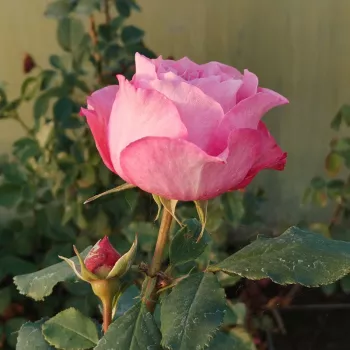 SHEHERAZADE® – rózsaszín virágágyi floribunda rózsa - Kimura