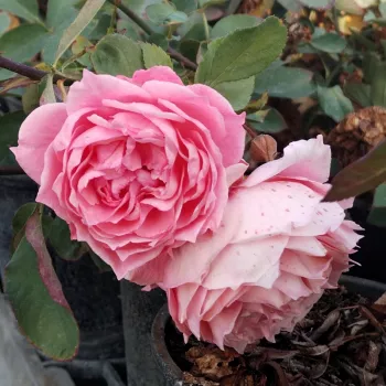 Középrózsaszín alapon finom ibolyalila árnyalat fut, belül kissé sötétebb. - virágágyi floribunda rózsa - nagyon erős, hosszan tartó illatú rózsa - illatjellemzés nem áll rendelkezésre