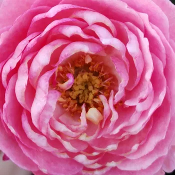 Rózsa rendelés online - rózsaszín - nagyon erős, hosszan tartó illatú rózsa - Sheherazade® - virágágyi floribunda rózsa - (70-100 cm)
