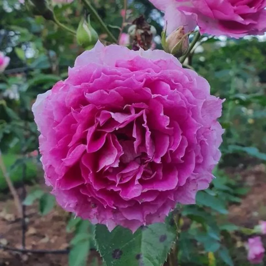 Virágágyi floribunda rózsa - Rózsa - Sheherazade® - online rózsa vásárlás