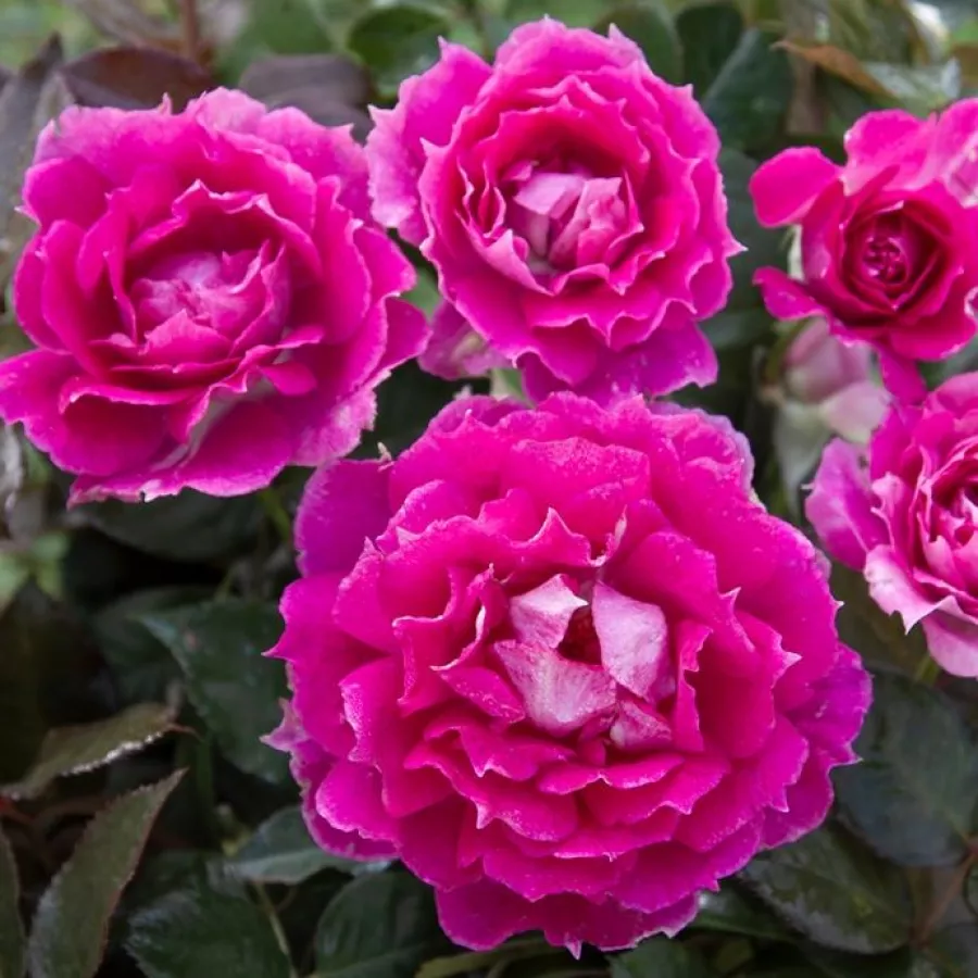Vrtnica floribunda za cvetlično gredo - Roza - Sheherazade® - vrtnice online