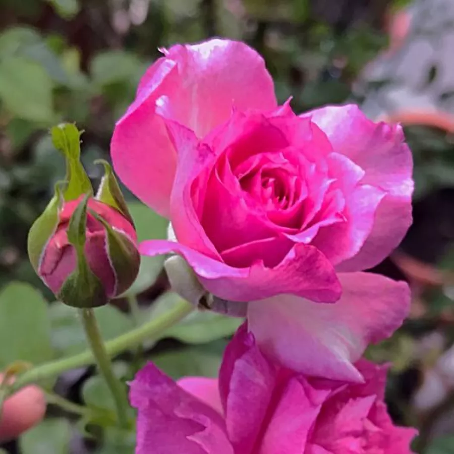Filiżankowy - Róża - Sheherazade® - sadzonki róż sklep internetowy - online