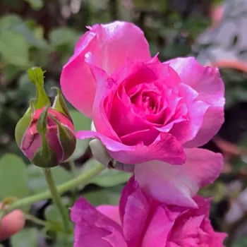 Rosa Sheherazade® - rózsaszín - virágágyi floribunda rózsa