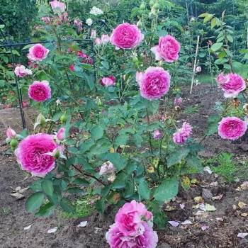 Rózsaszín - virágágyi floribunda rózsa - intenzív illatú rózsa - ibolya aromájú