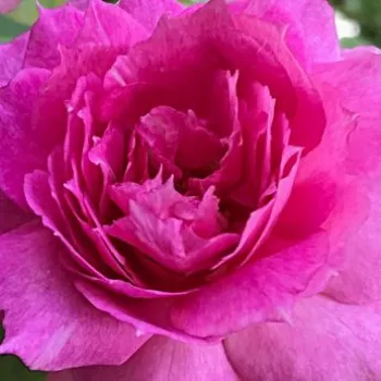 Rózsák webáruháza. - rózsaszín - virágágyi floribunda rózsa - intenzív illatú rózsa - ibolya aromájú - Sheherazade® - (50-70 cm)