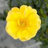 Sárga - talajtakaró rózsa - Online rózsa vásárlás - Rosa Sunshine Happy Trails® - diszkrét illatú rózsa - eper aromájú