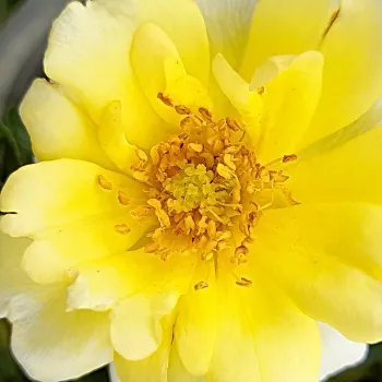 Rózsa kertészet - sárga - talajtakaró rózsa - Sunshine Happy Trails® - diszkrét illatú rózsa - eper aromájú - (30-50 cm)