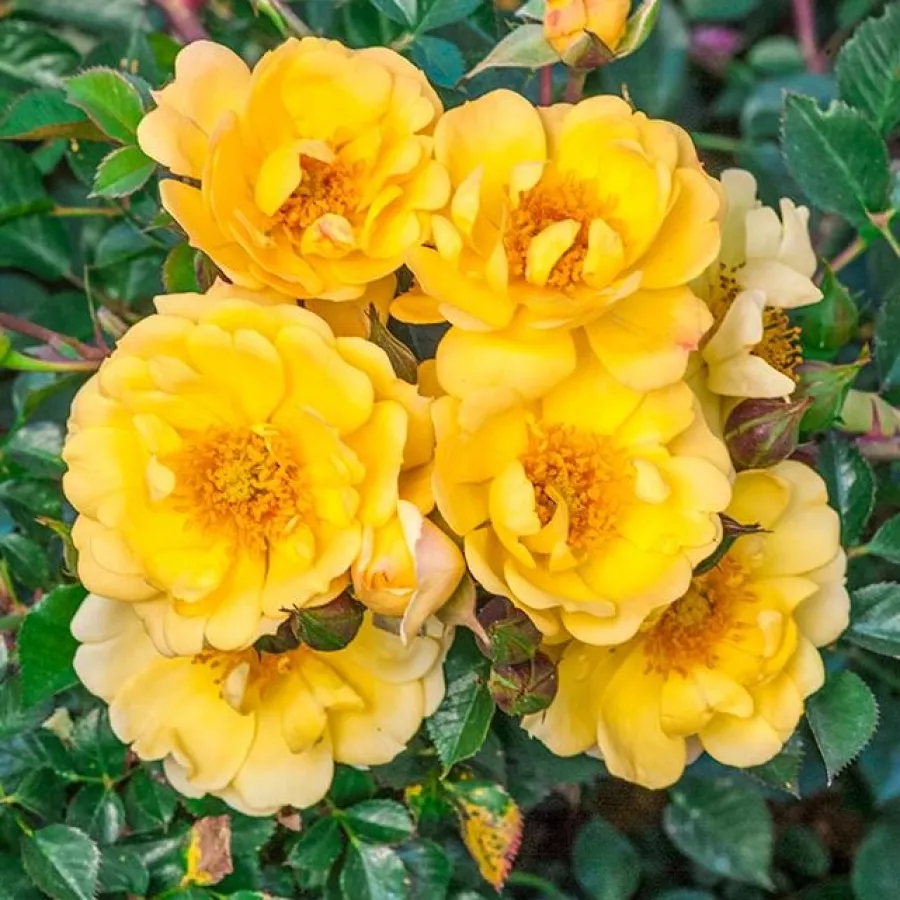 Amarillo - Rosa - Sunshine Happy Trails® - Comprar rosales online