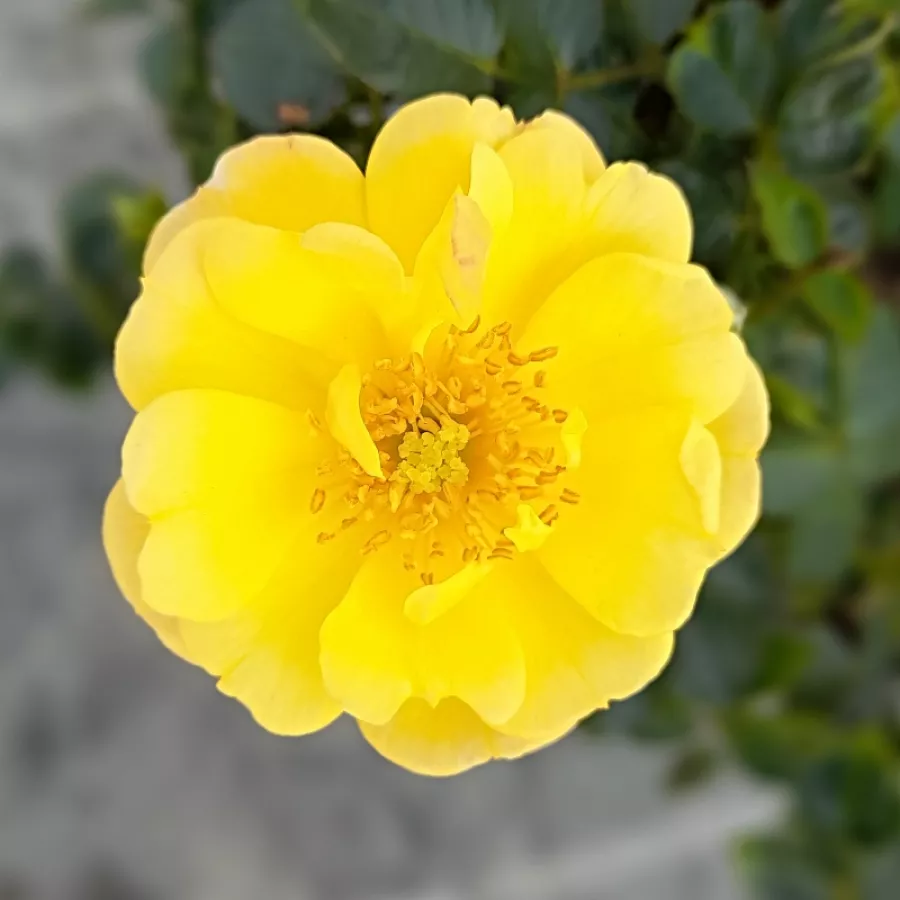 Sárga - Rózsa - Sunshine Happy Trails® - Kertészeti webáruház