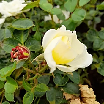 Rosa Sunshine Happy Trails® - žltá - pôdopokryvná ruža
