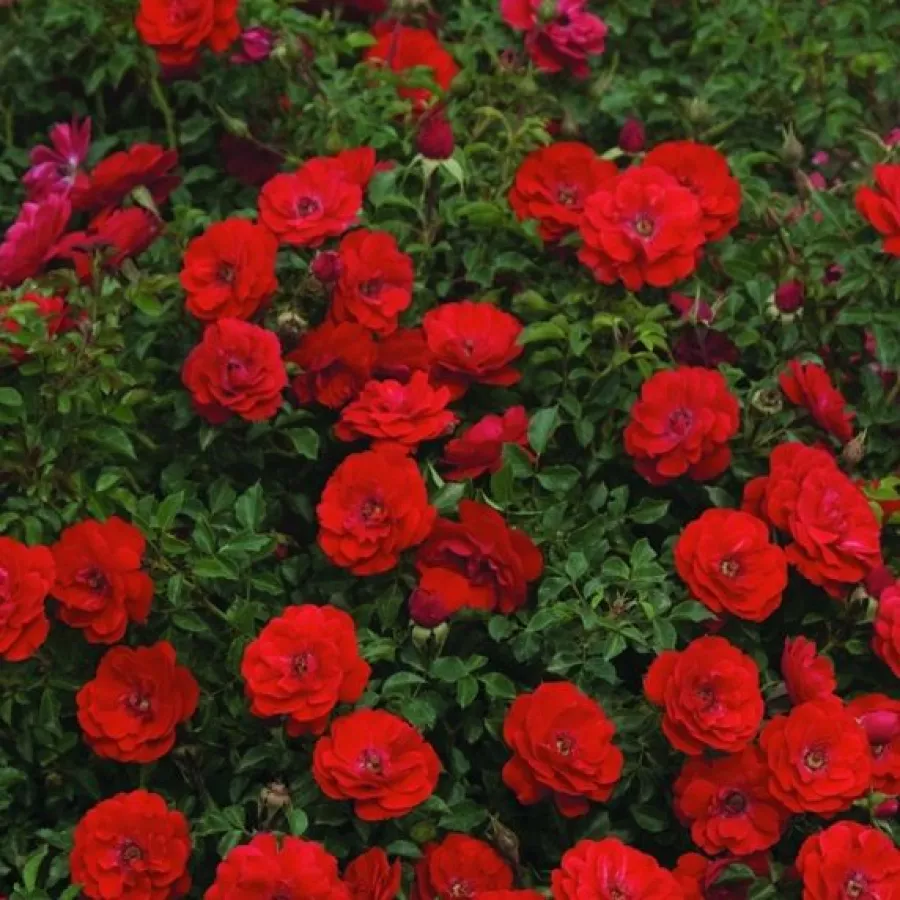 Rdeča - Roza - Promenade® - vrtnice - proizvodnja in spletna prodaja sadik