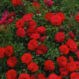 Jarko crvena - ruža polianta za gredice - bezmirisna ruža - Rosa Promenade® - naručivanje i isporuka ruža