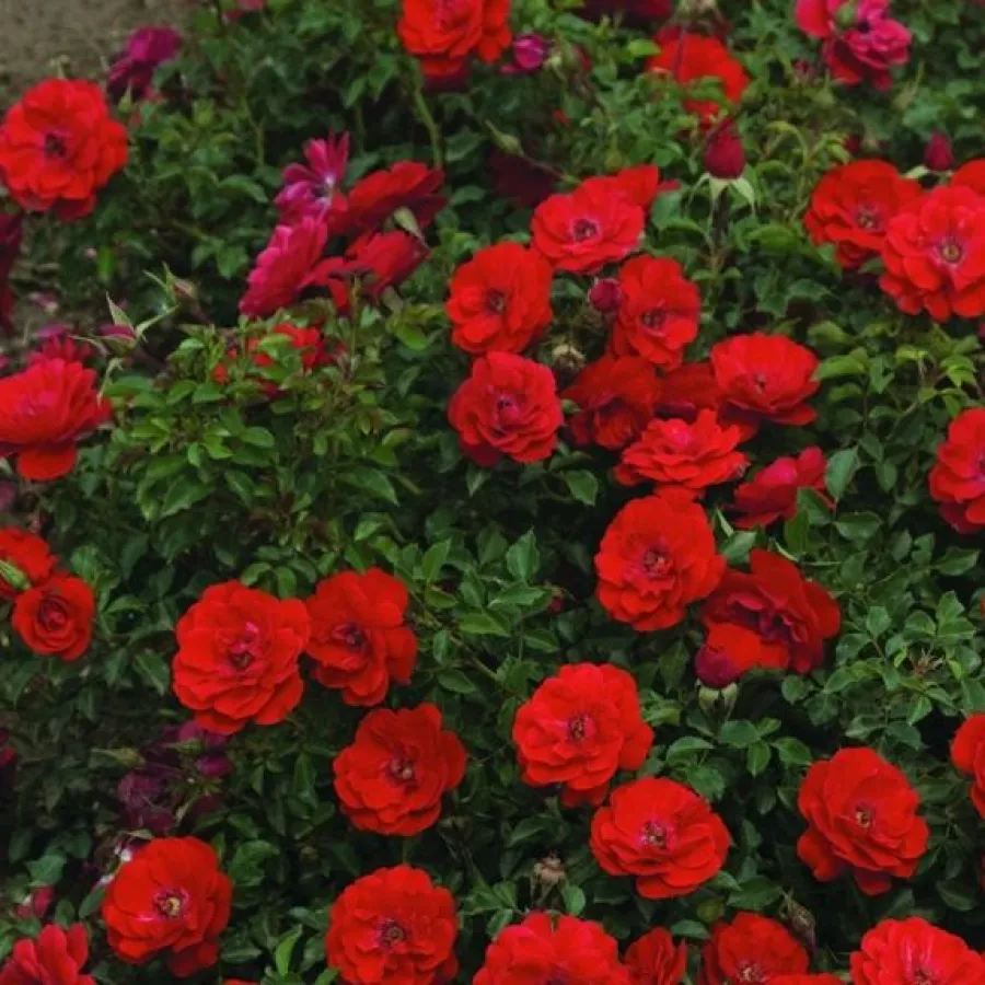 Vrtnica poliante za cvetlično gredo - Roza - Promenade® - vrtnice online