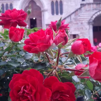 Rosa Promenade® - jarko crvena - ruža polianta za gredice