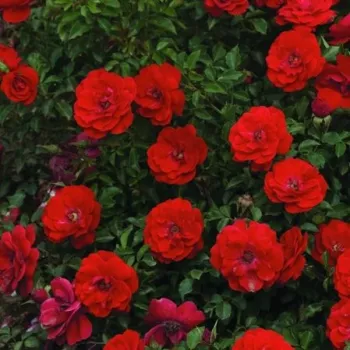 Vörös - virágágyi polianta rózsa   (40-60 cm)