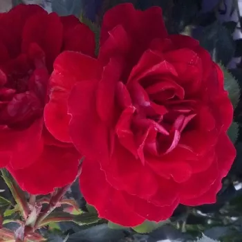 Vrtnice v spletni trgovini - rdeča - vrtnica poliante za cvetlično gredo - vrtnica brez vonja - Promenade® - (40-60 cm)