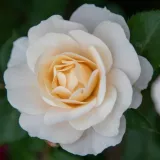 Bela - prekrovna vrtnica - vrtnica brez vonja - Rosa Barfai® - vrtnice - proizvodnja in spletna prodaja sadik