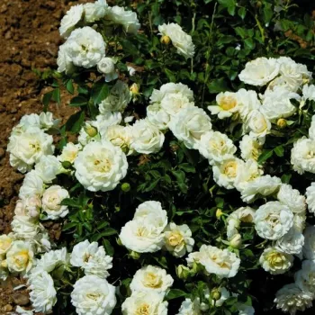 Fehér - talajtakaró rózsa   (40-50 cm)