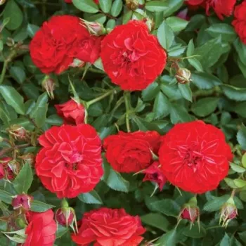 Online rózsa kertészet - vörös - virágágyi polianta rózsa - Big Bang® - -- - -- - (40-60 cm)