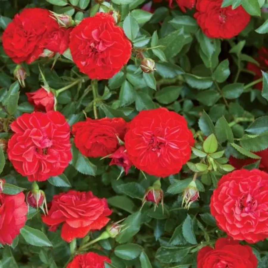 Rosales polyanta - Rosa - Big Bang® - Comprar rosales online