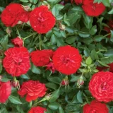 Vörös - virágágyi polianta rózsa - - - - Rosa Big Bang® - Online rózsa rendelés