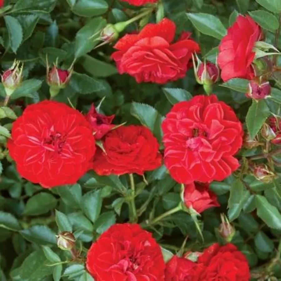 Virágágyi polianta rózsa - Rózsa - Big Bang® - kertészeti webáruház