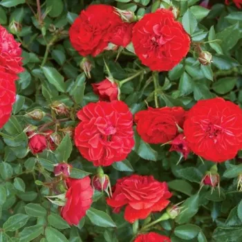 Rosa Big Bang® - vörös - virágágyi polianta rózsa