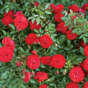 Vörös - virágágyi polianta rózsa - - - -