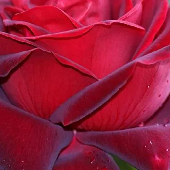 Rózsa kertészet - teahibrid rózsa - vörös - intenzív illatú rózsa - eper aromájú - Charles Mallerin - (90-100 cm)
